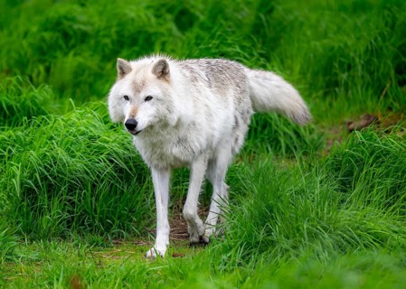 Arctic wolf (Canis lupus arctos), Alaska, USA