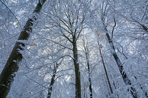 Snowy trees, treetops, forest, snow, winter, Sieversen, Samtgemeinde Rosengarten, Lower Saxony,