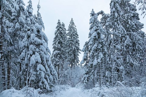 Snowy trees, conifers, forest, snow, winter, Sieversen, Samtgemeinde Rosengarten, Lower Saxony,