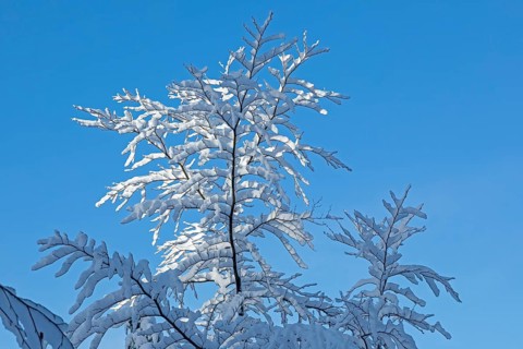 Snowy tree, snow, winter, Sieversen, Samtgemeinde Rosengarten, Lower Saxony, Germany