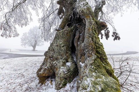 A distinctive linden tree with hoarfrost in the Swabian Jura. The Lindele natural monument in