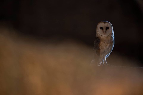 A barn owl (Tyto alba) sits in a dark environment and radiates a mysterious atmosphere, East