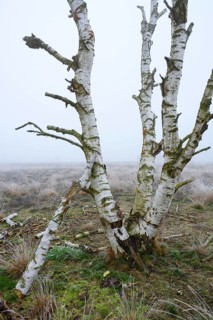 Birches in winter Rehdener Geestmoor in fog, Diepholzer Moorniederung, Rehden, Lower Saxony,