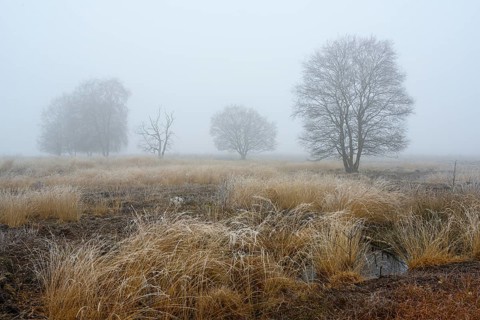 Birches in winter Rehdener Geestmoor in fog, Diepholzer Moorniederung, Rehden, Lower Saxony,