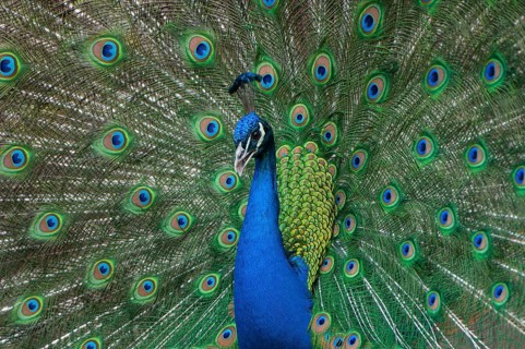 Peacock (P. scalloped ribbonfish) in ornamental plumage, Vechta, Lower Saxony, Germany
