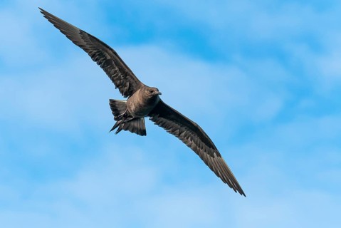 Parasitic skua (Stercorarius parasiticus), Lauvsnes, Nord-Trondelag, Norway