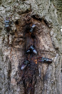 Several black stag beetles (Lucanus cervus) sucking sugary plant sap at a so-called leak site on a