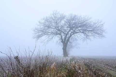 Autumnal and melancholy tree silhouette in fog, Aschen, Lower Saxony, Germany