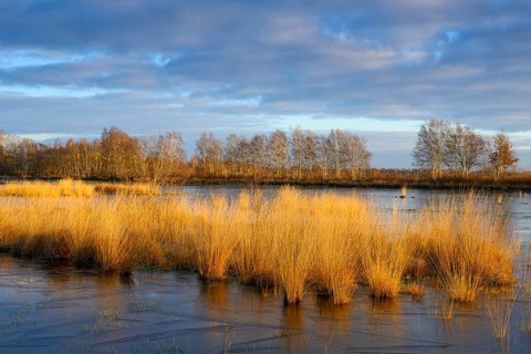 Wide, wintry Goldenstedt moor with pipe grass in the evening light, Goldenstedt, Lower Saxony,