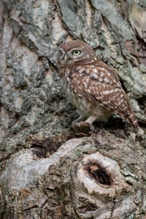 Little owl (Athene noctua), Vechta, Lower Saxony, Germany