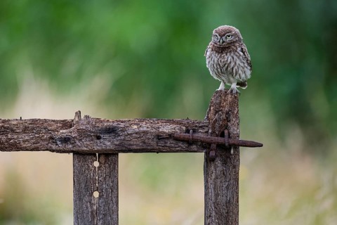 Little owl (Athene noctua), Vechta, Lower Saxony, Germany