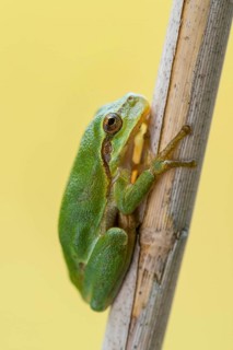 European tree frog (Hyla arborea), Zandvort, Netherlands