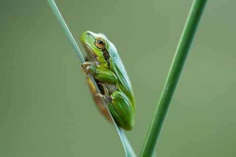 European tree frog (Hyla arborea), Zandvort, Netherlands