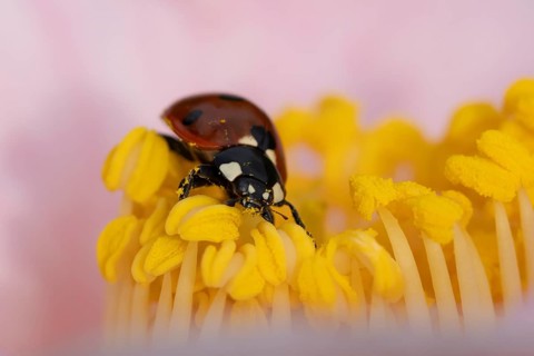 Seven-spot ladybird or ladybug (Coccinella septempunctata) adult insect on a garden Camellia flower