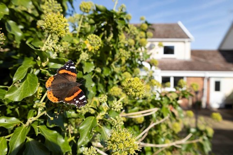 Red admiral butterfly (Vanessa atalanta) adult insect feeding on Ivy flowers in a garden with a