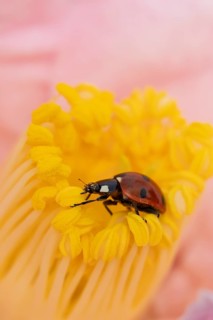 Seven-spot ladybird or ladybug (Coccinella septempunctata) adult insect on a garden Camellia flower