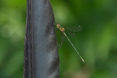 Emerald damselfly (Lestes sponsa) adult insect resting on a bird feather in summer, England, United