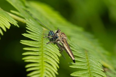 Kite-tailed robberfly (Machimus atricapillus) adult insect eating a damselfly on a fern leaf in