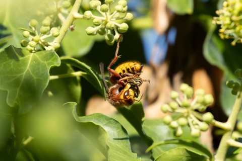 European hornet (Vespa crabro) adult insect eating an Ivy bee in a hedgerow in summer, England,