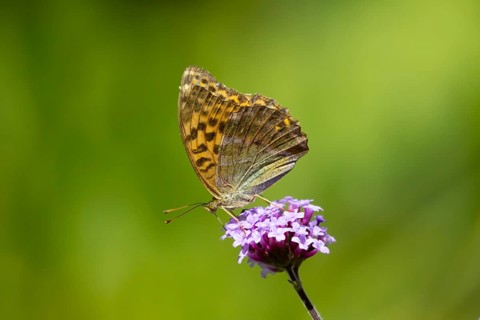 Silver-washed fritillary butterfly (Argynnis paphia) adult insect feeding on a garden Verbena