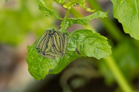 Large or Cabbage white butterfly (Pieris brassicae) juvenile larva caterpillars pest feeding on