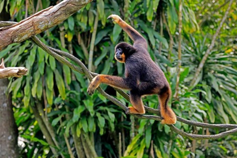 Southern yellow-cheeked gibbon (Nomascus gabriellae), adult, male, climbing, on tree, Southeast