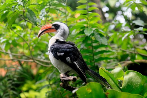 Von der Decken-Hornbill (Tockus deckeni), adult, male, on tree, vigilant, East Africa