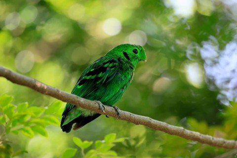 Emerald Broadbill (Calyptomena viridis), adult, male, perch, on tree, vigilant, Southeast Asia