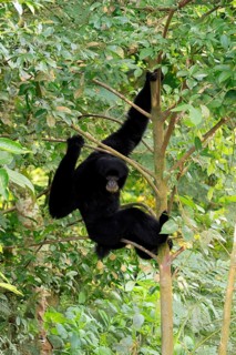 Siamang (Symphalangus syndactylus), adult, sitting on tree, alert, Southeast Asia