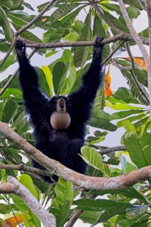 Siamang (Symphalangus syndactylus), adult, on tree, calling, Southeast Asia