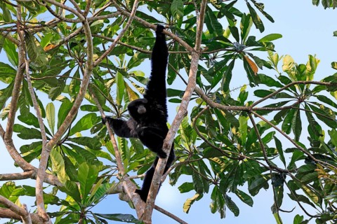 Siamang (Symphalangus syndactylus), adult, on tree, climbing, vigilant, Southeast Asia