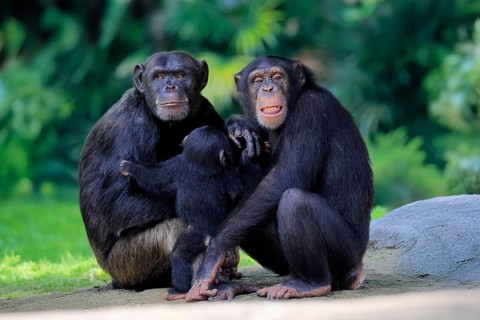 Chimpanzee (Pan troglodytes), adult, two females, mother, baby, young animal, social behaviour