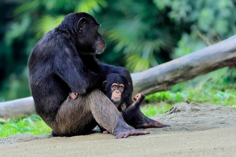Chimpanzee (Pan troglodytes), adult, female, mother, baby, young animal, social behaviour