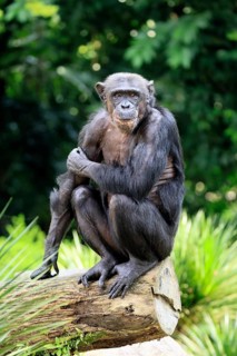 Chimpanzee (Pan troglodytes), adult, sitting on tree trunk, alert