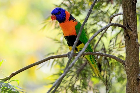 Red-naped Lorikeet (Trichoglossus rubritorquis), Darwin All-coloured Lorikeet, adult, on tree,