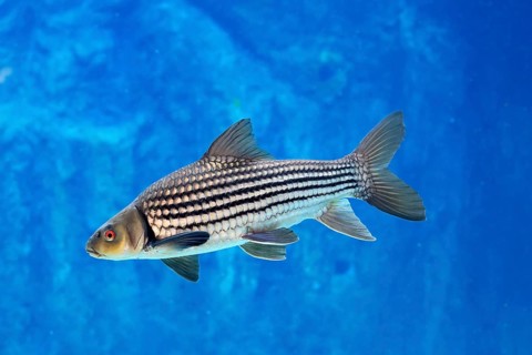 Giant barb (Catlocarpio siamensis), Siamese giant carp, adult, swimming, Southeast Asia