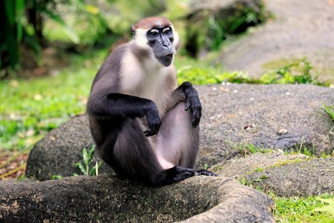 Red-crowned mangabey (Cercocebus torquatus), red-headed mangabey, collared mangabey, adult,