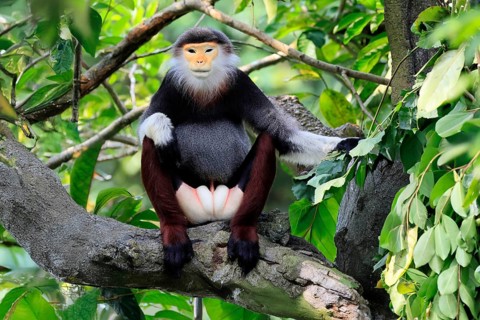 Red-shanked monkey (Pygathrix nemaeus), adult, male, in tree, sitting, relaxed, Southeast Asia