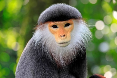 Red-shanked monkey (Pygathrix nemaeus), adult, portrait, relaxed, Southeast Asia