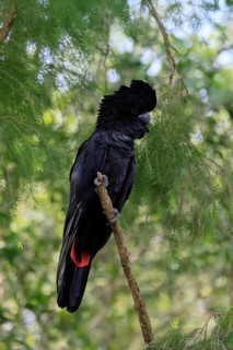 Red-tailed Cockatoo (Calyptorhynchus banksii), Banks' Cockatoo, adult, male, perch, alert,