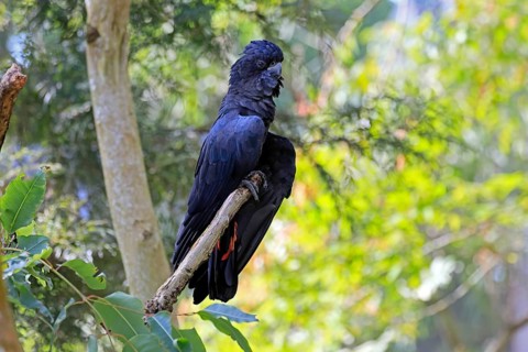 Red-tailed Cockatoo (Calyptorhynchus banksii), Banks' Cockatoo, adult, male, perch, alert,