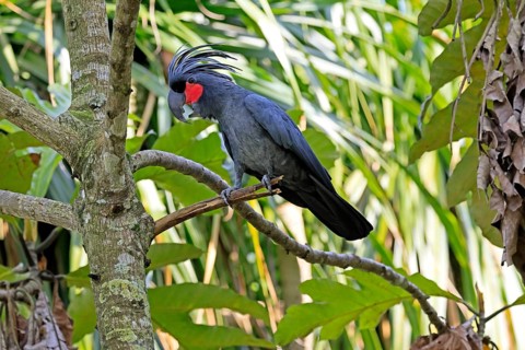 Palm Cockatoo (Probosciger aterrimus), Arabian Cockatoo, adult, on tree, perch, calling, Australia