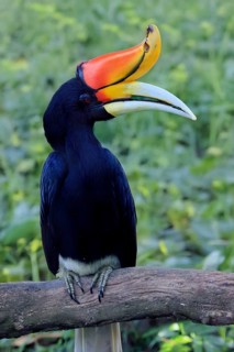 Rhinoceros bird (Buceros rhinoceros), adult, male, on tree, on wait, Southeast Asia