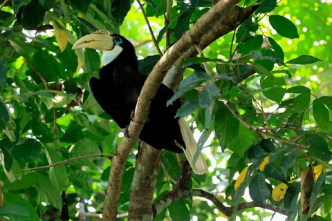 Papuan Hornbill (Rhyticeros plicatus), adult, female, on tree, alert, Southeast Asia