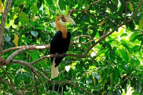 Papuan Hornbill (Rhyticeros plicatus), adult, male, on tree, alert, Southeast Asia