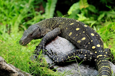 Papuan dragon (Varanus salvadorii), adult, foraging, on rocks, alert, New Guinea