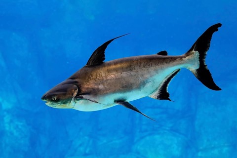 Mekong giant catfish (Pangasianodon gigas), adult, swimming, Southeast Asia