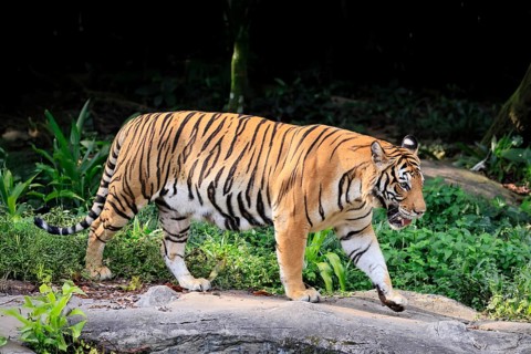 Malaysia tiger (Panthera tigris jacksoni), adult, running, stalking, vigilant, Malaysia, Southeast