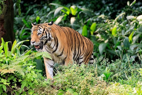 Malaysia tiger (Panthera tigris jacksoni), adult, running, stalking, vigilant, Malaysia, Southeast