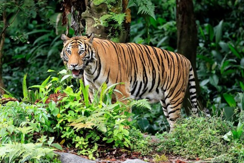 Malaysia tiger (Panthera tigris jacksoni), adult, alert, Malaysia, Southeast Asia